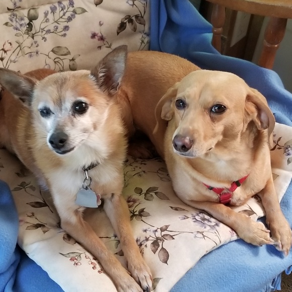 Meet your Posher, Shelby - Picture 2 of 2